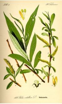 Saule blanc - Salix alba - Haie champetre  - Pepiniere Alsace - Vegetal Local Nord Est - Bio - Jardin forêt comestible - fruitier - permaculture