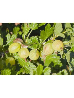 Groseillier à maquereau 'Hinnonmaki vert' - Ribes uva-crispa  - Haie champetre  - Pepiniere Alsace - Vegetal Local Nord Est - Bio - Jardin forêt comestible - fruitier - permaculture