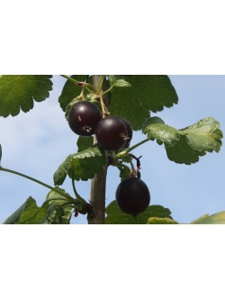 Caseille ‘Anita’ - Ribes nigrum x divaricatum x uva-crispa - Haie champetre  - Pepiniere Alsace - Vegetal Local Nord Est - Bio - Jardin forêt comestible - fruitier - permaculture