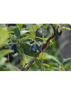 Chèvrefeuille comestible – Baie de mai ‘Kamtchatika’ - Lonicera kamtchatika - Haie champetre  - Pepiniere Alsace - Vegetal Local Nord Est - Bio - Jardin forêt comestible - fruitier - permaculture