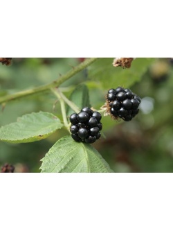 Mûrier noir – Ronce issue de variétés sauvages - Rubus fruticosus sp. 'Darrow' - Haie champetre  - Pepiniere Alsace - Vegetal Local Nord Est - Bio - Jardin forêt comestible - fruitier - permaculture