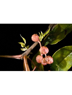 Poivre Sanshō - Zanthoxylum piperitum - Haie champetre  - Pepiniere Alsace - Vegetal Local Nord Est - Bio - Jardin forêt comestible - fruitier - permaculture