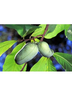 Asiminier greffé Sunflower - Asiminia triloba ‘Sunflower’ - Haie champetre  - Pepiniere Alsace - Vegetal Local Nord Est - Bio - Jardin forêt comestible - fruitier - permaculture