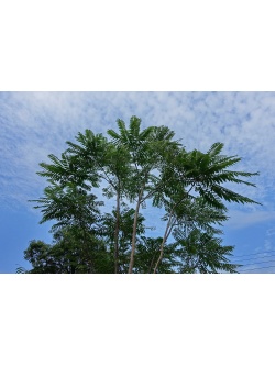 Arbre-salade-acajou-de-chine_Toona_sinensis - Haie champetre  - Pepiniere Alsace - Vegetal Local Nord Est- Bio - Jardin forêt comestible - fruitier - permaculture