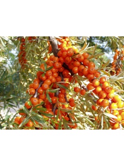 Argousier-tres_peu-d-epines_femelle-hippophae-rhamnoides- Haie champetre  - Pepiniere Alsace - Vegetal Local Nord Est- Bio - Jardin forêt comestible - fruitier - permaculture