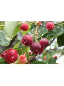 Amelanchier_du_Canada - Haie champetre  - Pepiniere Alsace - Vegetal Local Nord Est- Bio - Jardin forêt comestible - fruitier - permaculture