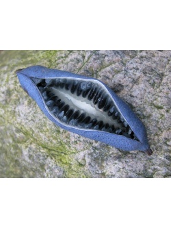 arbre-aux-haricots-bleus_Decaisnea_fargesii - Haie champetre  - Pepiniere Alsace - Vegetal Local Nord Est- Bio - Jardin forêt comestible - fruitier - permaculture