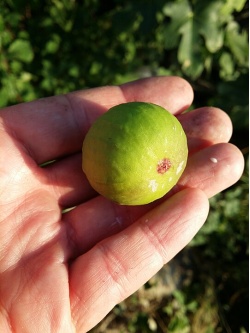 Figuier 'Türkiye' verte - Ficus carica - Haie champetre  - Pepiniere Alsace - Vegetal Local Nord Est - Bio - Jardin forêt comestible - fruitier - permaculture