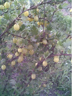 Groseillier à maquereau 'Hinnonmaki jaune' - Ribes uva-crispa  - Haie champetre  - Pepiniere Alsace - Vegetal Local Nord Est - Bio - Jardin forêt comestible - fruitier - permaculture