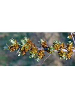 Argousier_male_pollmix_hippophae_rhamnoides_Haie champetre  - Pepiniere Alsace - Vegetal Local Nord Est- Bio - Jardin forêt comestible - fruitier - permaculture