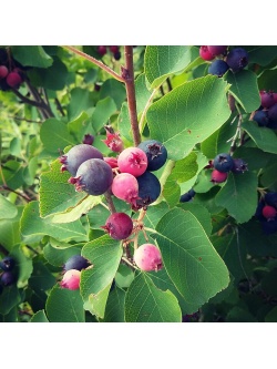 Amelanchier_a_grande_fleur__Prince_William - Amelanchier grandiflora - aie champetre - Pepiniere Alsace - Vegetal Local Nord Est- Bio