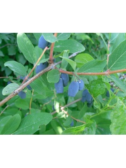 Chèvrefeuille comestible – Baie de mai ‘Kalinka’ - Lonicera kamtchatika - Haie champetre  - Pepiniere Alsace - Vegetal Local Nord Est - Bio - Jardin forêt comestible - fruitier - permaculture