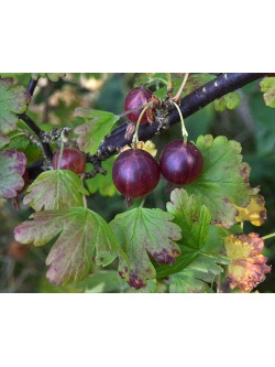 Groseillier à maquereau 'Rouge Freedonia' (sans épine) - Ribes uva-crispa  - Haie champetre  - Pepiniere Alsace - Vegetal Local Nord Est - Bio - Jardin forêt comestible - fruitier - permaculture