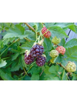 Mûroisier – Ronce hybride mûre-framboise - Rubus Hybris 'Loganberry' - Haie champetre  - Pepiniere Alsace - Vegetal Local Nord Est - Bio - Jardin forêt comestible - fruitier - permaculture