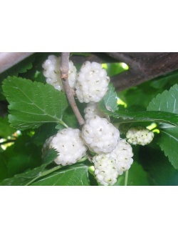 Mûrier blanc - Morus alba - Haie champetre  - Pepiniere Alsace - Vegetal Local Nord Est - Bio - Jardin forêt comestible - fruitier - permaculture