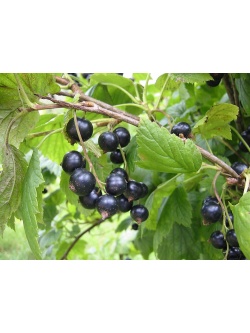 Cassissier ‘Noir de Bourgogne’ - Ribes nigrum - Haie champetre  - Pepiniere Alsace - Vegetal Local Nord Est - Bio - Jardin forêt comestible - fruitier - permaculture