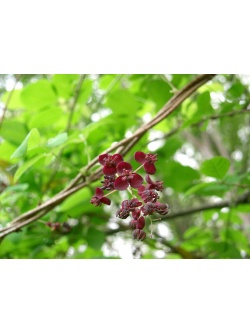 Vigne chocolat - Akébie pentaphylla - Akebia x pentaphylla - Haie champetre  - Pepiniere Alsace - Vegetal Local Nord Est - Bio - Jardin forêt comestible - fruitier - permaculture