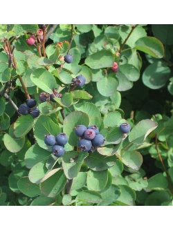 Amelanchier a feuilles d Aulne - Amelanchier alnifolia - Haie champetre  - Pepiniere Alsace - Vegetal Local Nord Est- Bio - Jardin forêt comestible - fruitier - permaculture