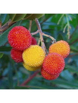 Arbousier_Arbre_aux_fraises_Atlantica_Arbutus_Unedo_Haie champetre  - Pepiniere Alsace - Vegetal Local Nord Est- Bio - Jardin forêt comestible - fruitier - permaculture