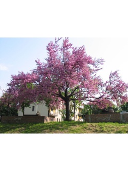 arbre-de-judee_Cercis_siliquastrum - Haie champetre  - Pepiniere Alsace - Vegetal Local Nord Est- Bio - Jardin forêt comestible - fruitier - permaculture