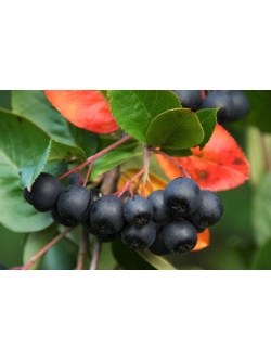 aronie_a_feuille_de_prunier_Viking_aronia_prunifolia_Viking_Haie champetre  - Pepiniere Alsace - Vegetal Local Nord Est- Bio - Jardin forêt comestible - fruitier - permaculture
