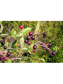 aronie_a_feuille_de_prunier_aron_aronia_prunifolia_aron_Haie champetre  - Pepiniere Alsace - Vegetal Local Nord Est- Bio - Jardin forêt comestible - fruitier - permaculture