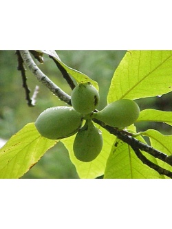 Asiminier greffé Prima 1216 - Asiminia triloba ‘Prima 1216’ - Haie champetre  - Pepiniere Alsace - Vegetal Local Nord Est - Bio - Jardin forêt comestible - fruitier - permaculture