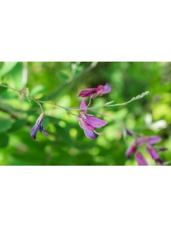 Lespedeza bicolore - Lespedeza bicolor - Haie champetre  - Pepiniere Alsace - Vegetal Local Nord Est - Bio - Jardin forêt comestible - fruitier - permaculture