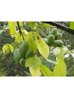 Asiminier - Asiminia triloba - Haie champetre  - Pepiniere Alsace - Vegetal Local Nord Est - Bio - Jardin forêt comestible - fruitier - permaculture