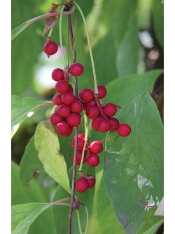 Baie aux 5 saveurs – Liane - Schisandra chinensis - Haie champetre  - Pepiniere Alsace - Vegetal Local Nord Est - Bio - Jardin forêt comestible - fruitier - permaculture