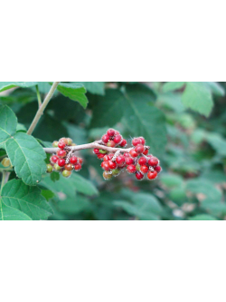 Sumac aromatique 'Grow low' – Vinaigrier couvre-sol - Rhus aromatica 'Grow low' - Haie champetre  - Pepiniere Alsace - Vegetal Local Nord Est - Bio - Jardin forêt comestible - fruitier - permaculture