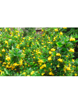 Épine-vinette à feuilles de Buis - Vinettier nain - Berberis buxifolia ‘Nana’  - Haie champetre  - Pepiniere Alsace - Vegetal Local Nord Est - Bio - Jardin forêt comestible - fruitier - permaculture