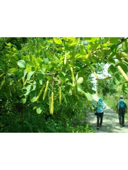 Caraganier de Sibérie – Arbre aux pois - Caragana arborescens - Haie champetre  - Pepiniere Alsace - Vegetal Local Nord Est - Bio - Jardin forêt comestible - fruitier - permaculture