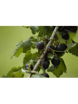 Caseille ‘Josta’ - Ribes nigrum x divaricatum x uva-crispa - Haie champetre  - Pepiniere Alsace - Vegetal Local Nord Est - Bio - Jardin forêt comestible - fruitier - permaculture