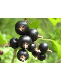 Cassissier ‘Arno’ - Ribes nigrum - Haie champetre  - Pepiniere Alsace - Vegetal Local Nord Est - Bio - Jardin forêt comestible - fruitier - permaculture