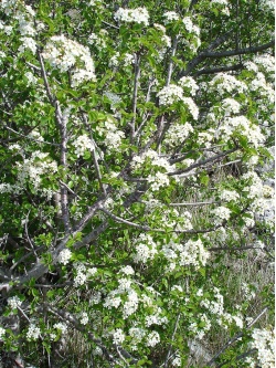 cerisier-de-sainte-lucie