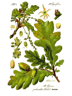 Chêne pédonculé - Quercus robur - Haie champetre  - Pepiniere Alsace - Vegetal Local Nord Est - Bio - Jardin forêt comestible - fruitier - permaculture