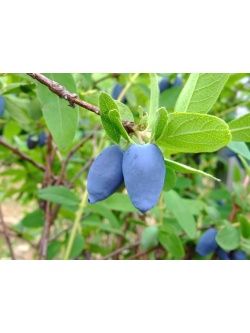 Chèvrefeuille comestible – Baie de mai ‘Edulis’ - Lonicera caerulea  - Haie champetre  - Pepiniere Alsace - Vegetal Local Nord Est - Bio - Jardin forêt comestible - fruitier - permaculture