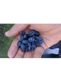 Chèvrefeuille comestible – Baie de mai ‘Redwood’ - Lonicera caerulea  - Haie champetre  - Pepiniere Alsace - Vegetal Local Nord Est - Bio - Jardin forêt comestible - fruitier - permaculture