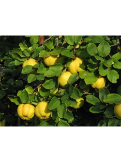 Cognassier 'Leskovac' - Cydonia oblonga - Haie champetre  - Pepiniere Alsace - Vegetal Local Nord Est - Bio - Jardin forêt comestible - fruitier - permaculture