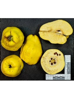 cognassier_vranja_-_cydonia_oblonga_-_pepiniere_alsace_vegetal_local_bio_-_fruit_2055085722