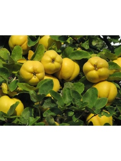 Cognassier 'Wolgogradskaja Miagkoplodnaja' - Cydonia oblonga - Haie champetre  - Pepiniere Alsace - Vegetal Local Nord Est - Bio - Jardin forêt comestible - fruitier - permaculture