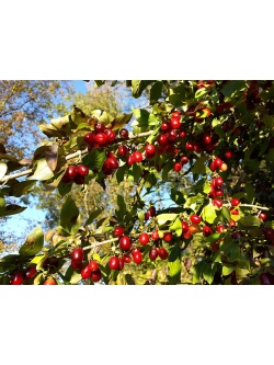 Cornouiller mâle à gros fruits 'Schönbrunner Gourmet Dirndl' - Cornus mas 'Schönbrunner Gourmet Dirndl' - Haie champetre  - Pepiniere Alsace - Vegetal Local Nord Est - Bio - Jardin forêt comestible - fruitier - permaculture