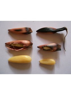 Désespoir des singes - Araucaria araucana - Haie champetre  - Pepiniere Alsace - Vegetal Local Nord Est - Bio - Jardin forêt comestible - fruitier - permaculture