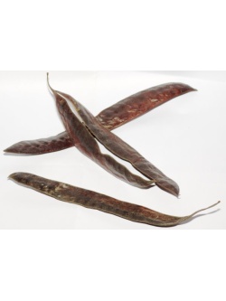 Févier d’Amérique - Gleditsia triacanthos - Haie champetre  - Pepiniere Alsace - Vegetal Local Nord Est - Bio - Jardin forêt comestible - fruitier - permaculture