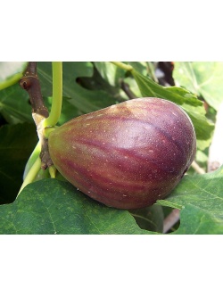 Figuier 'Italia' violette - Ficus carica - Haie champetre  - Pepiniere Alsace - Vegetal Local Nord Est - Bio - Jardin forêt comestible - fruitier - permaculture