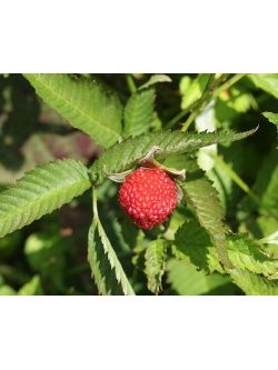Framboisier Fraise Japonais - Rubus illecebrosus - Haie champetre  - Pepiniere Alsace - Vegetal Local Nord Est - Bio - Jardin forêt comestible - fruitier - permaculture