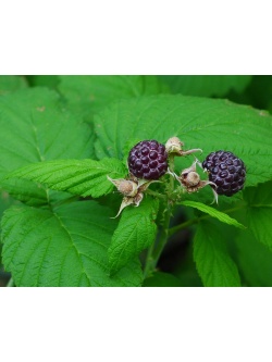 Framboisier 'Glen Coe' - Rubus idaeus - Haie champetre  - Pepiniere Alsace - Vegetal Local Nord Est - Bio - Jardin forêt comestible - fruitier - permaculture