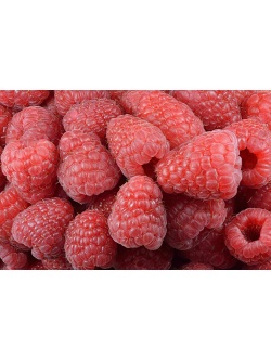 Framboisier 'Heritage' - Rubus idaeus - Haie champetre  - Pepiniere Alsace - Vegetal Local Nord Est - Bio - Jardin forêt comestible - fruitier - permaculture