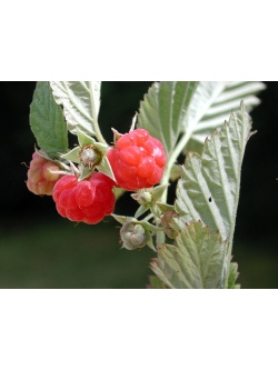 Framboisier 'September' - Rubus idaeus - Haie champetre  - Pepiniere Alsace - Vegetal Local Nord Est - Bio - Jardin forêt comestible - fruitier - permaculture